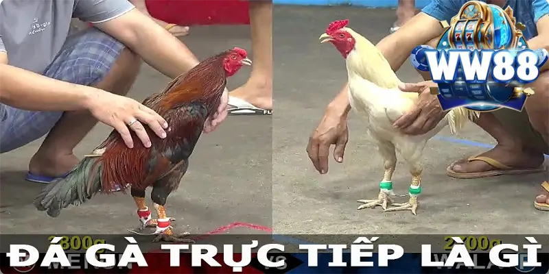 Đá gà trực tiếp là gì