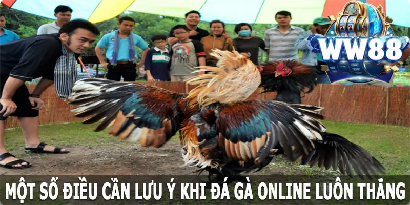 Một số điều cần lưu ý khi đá gà online luôn thắng