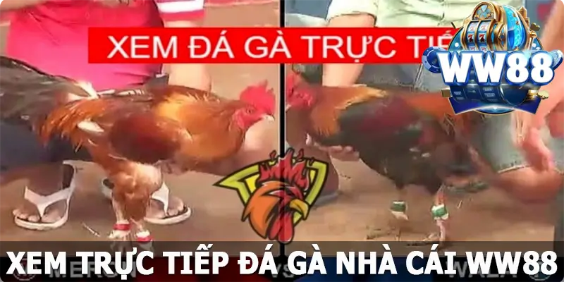 Xem Trực Tiếp Đá Gà WW88 – Giải Tỏa Sự Căng Cùng Thưởng Lớn